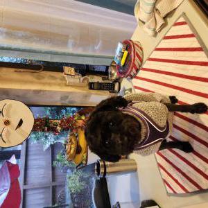 Lost 1 Duchess (CA)