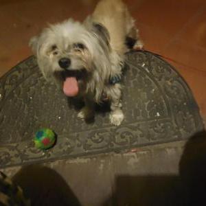 Image of X, Lost Dog