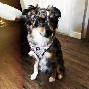Image of Jeter, Lost Dog