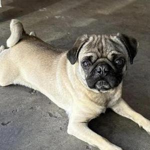 Image of Unknown, Found Dog