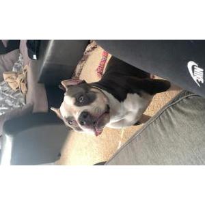 Image of Debo, Lost Dog
