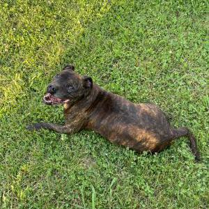 Image of Diesel, Lost Dog