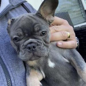 Image of Vinny, Lost Dog