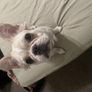 Image of Zoey, Lost Dog