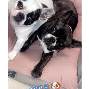 Image of Snow and Cookie, Lost Dog