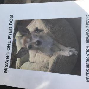 Image of Gigi, Lost Dog