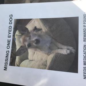 Lost Dog Gigi