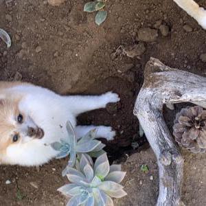 Image of King, Lost Dog