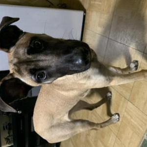 Image of Holly, Lost Dog