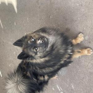 Image of Unknown, Found Dog