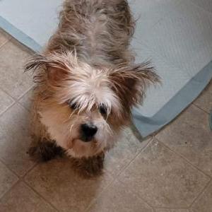 Image of Cimmi, Lost Dog