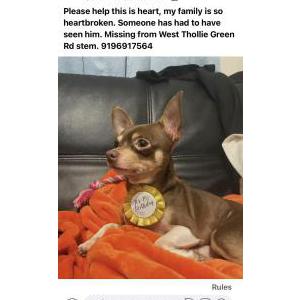 Image of Coco, Lost Dog