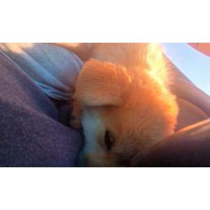 Image of Dakota, Lost Dog