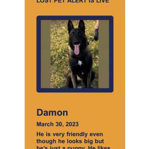 Lost Dog Damon