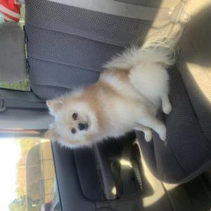 Image of Chino, Lost Dog