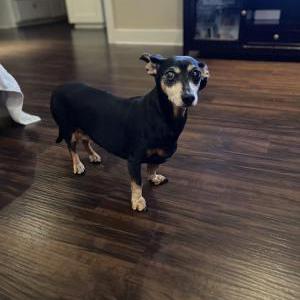 Image of Jamie Vazquez, Lost Dog