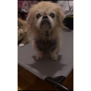 Lost Dog Lex