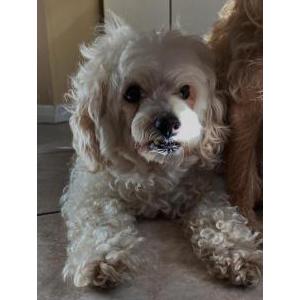 Lost Dog Fluffy Martinez