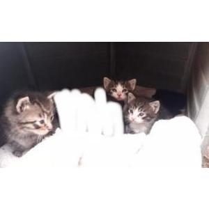 Lost Cat Stolen kittens