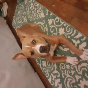 Image of Kobe, Lost Dog