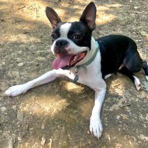 Image of Leo, Lost Dog