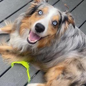Image of Remy, Lost Dog