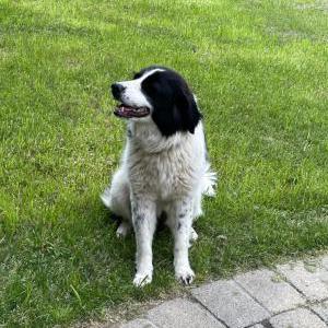 Image of Unlnown, Found Dog