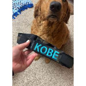 Lost Dog Kobe