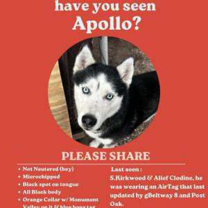 Lost Dog Apollo