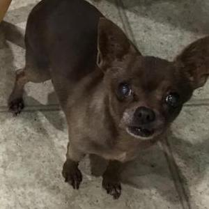 Lost Dog Peanut/Chihuahua