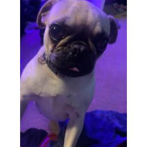 Image of Leia, Lost Dog