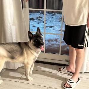 Lost Dog Gabacai