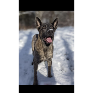 Image of Yoshi, Lost Dog