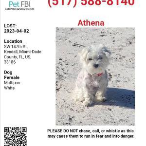 Lost Dog Athena