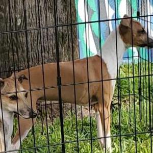 Image of Dani, Lost Dog