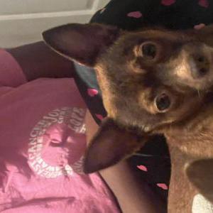 Lost Dog Kodi