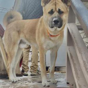 Image of Ted, Lost Dog