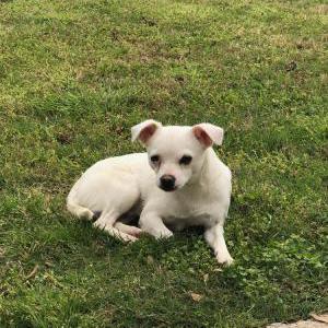 Found Dog Unknown