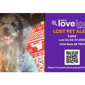 Image of Lucy, Lost Dog