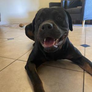 Lost Dog Bella