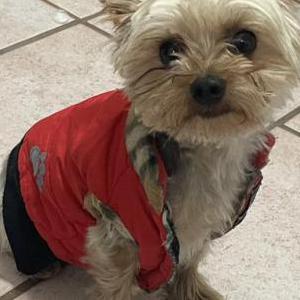 Lost Dog Louis