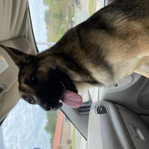 Image of Unsure, Found Dog