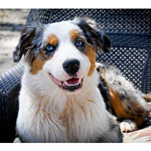 Lost Dog Meeko/bingo