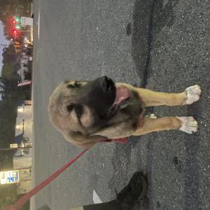 Found Dog Unknown