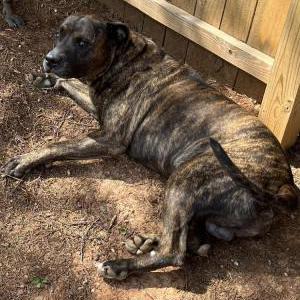 2nd Image of Compton, Lost Dog