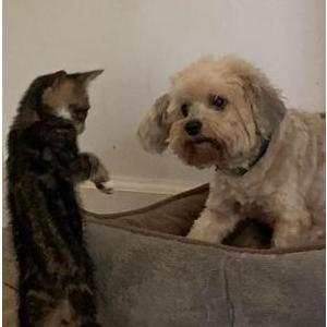 Image of Lady, Lost Dog