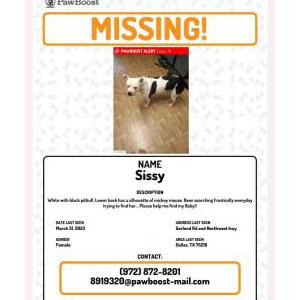 Lost Dog Sissy
