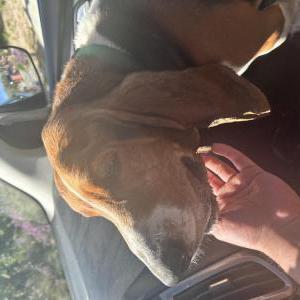 Found Dog Basset hound