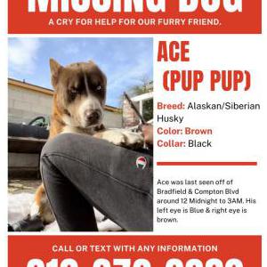 Lost Dog Ace