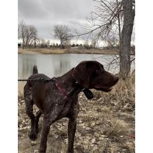 Image of Cinder, Lost Dog